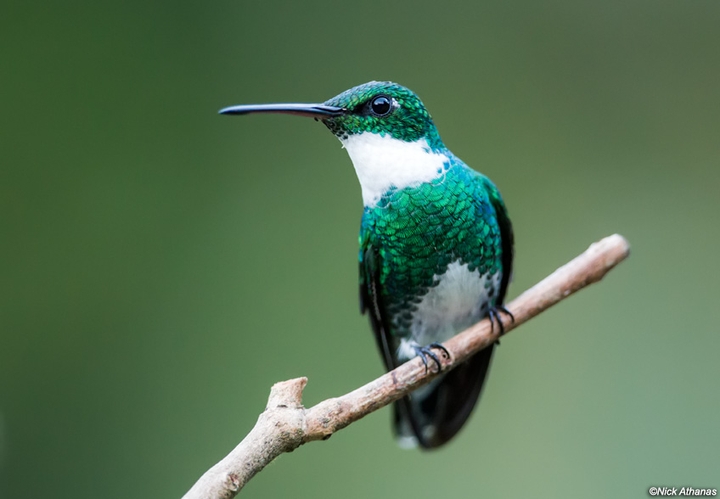 blue throat