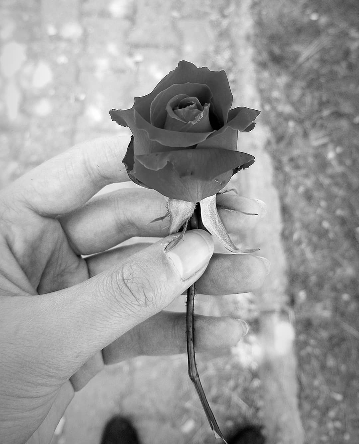 rose