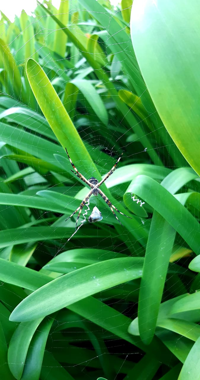 araña