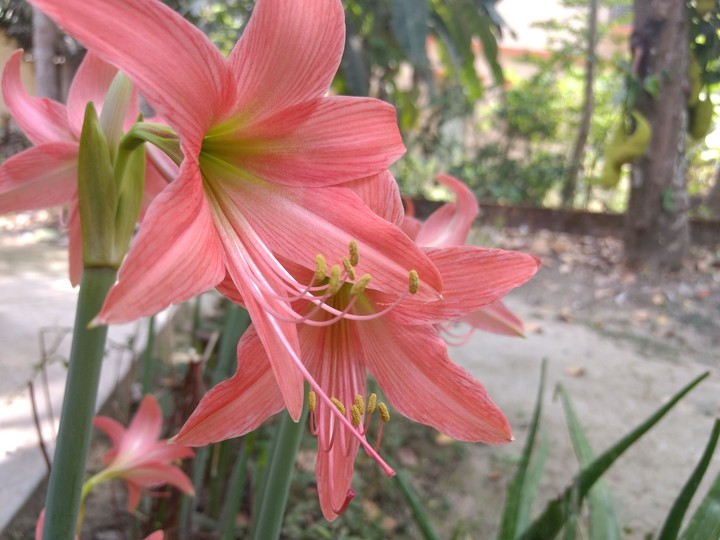 flower