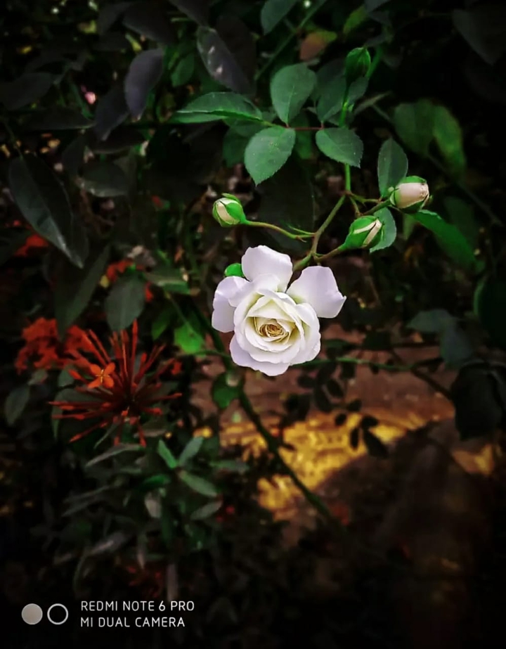 rose