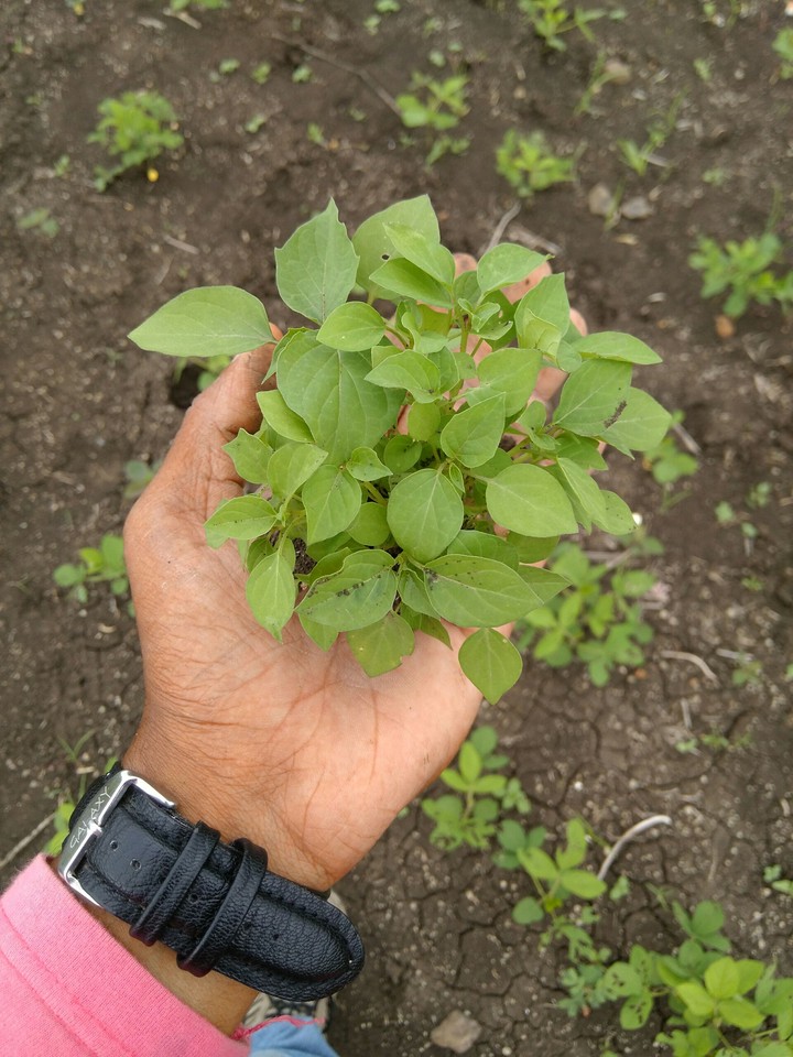 the litle plant