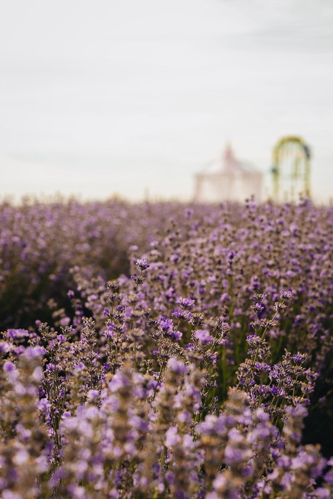 hình nền violet, petal