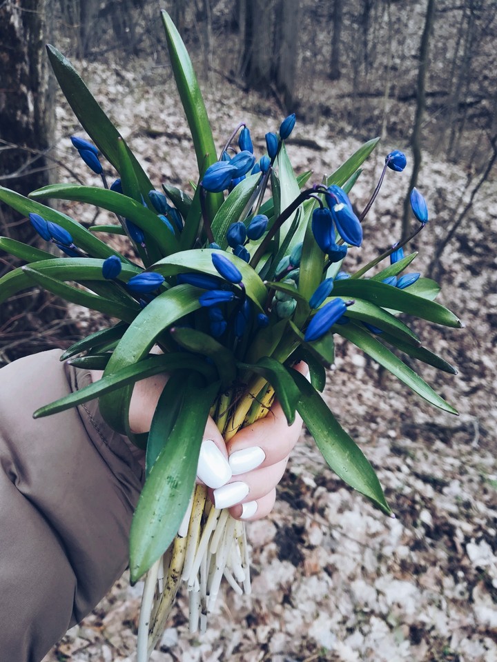 flower