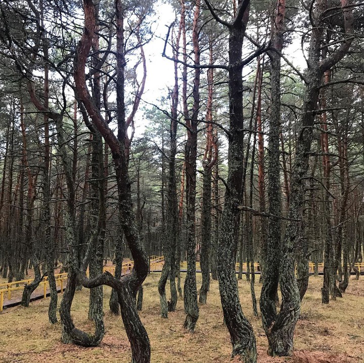 лес