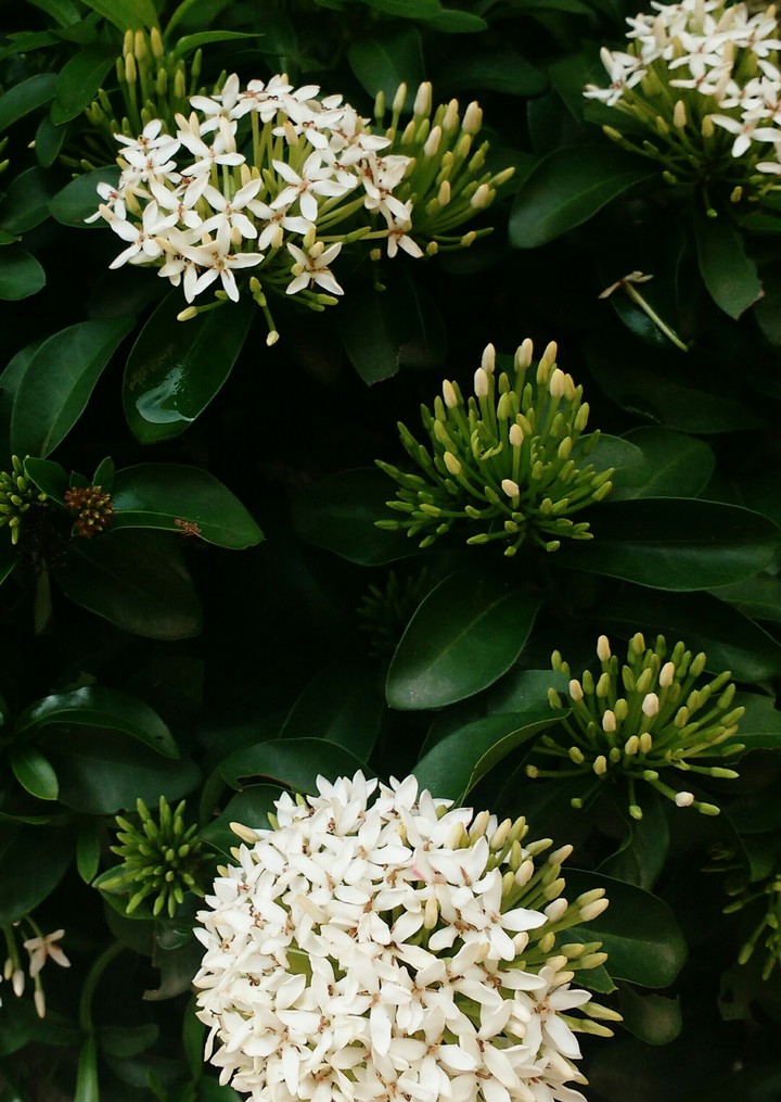 The Blooming White Beauty