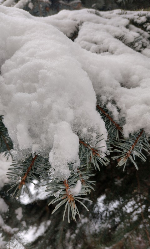 winter tree