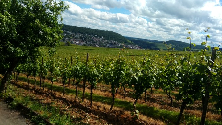 vine