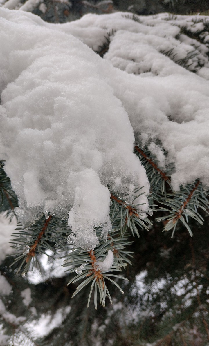 winter tree
