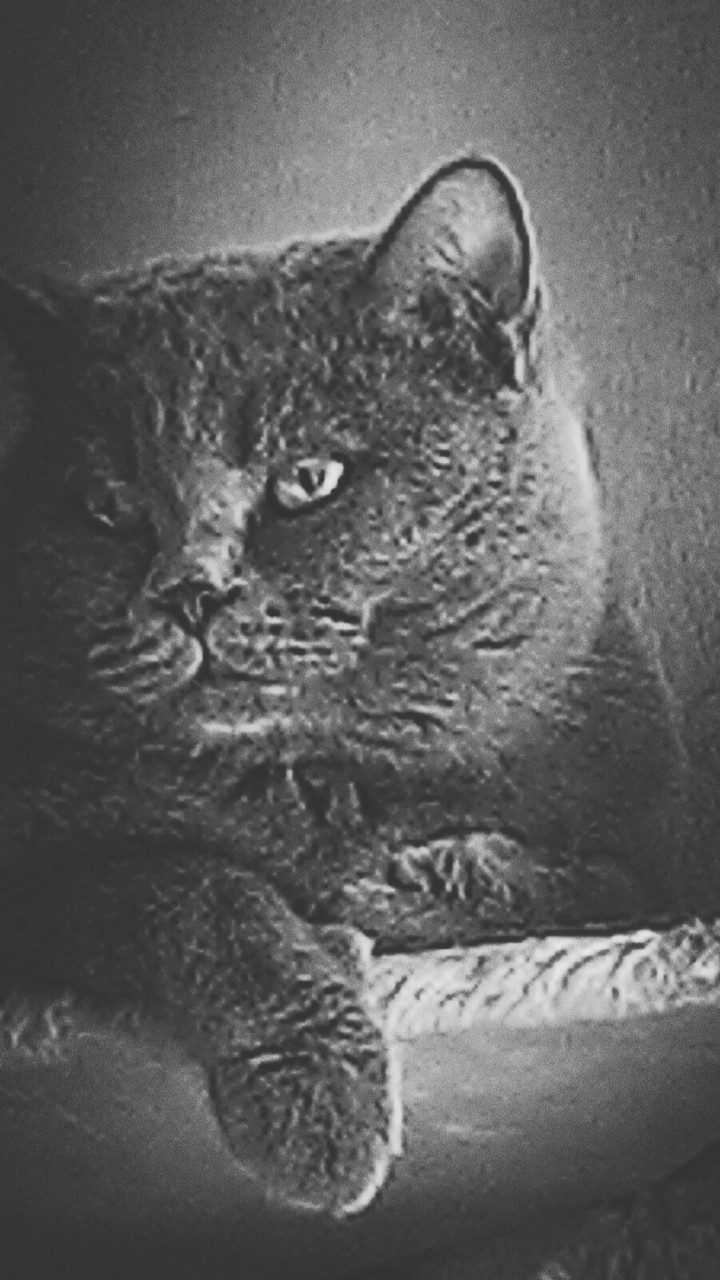 кот