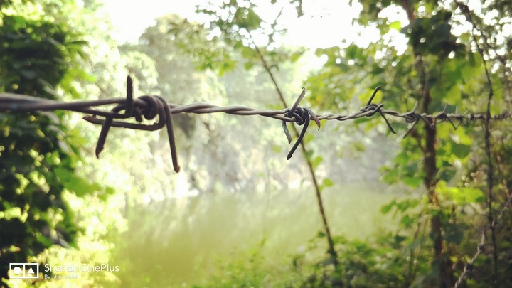 Barbed. Green. Water.