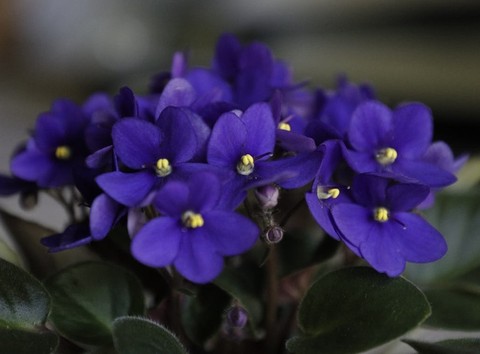sfondi flower, groundcover