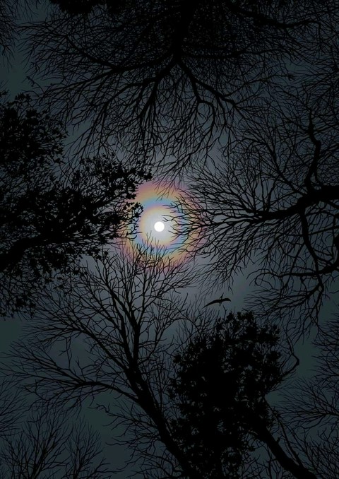 Silver Moon