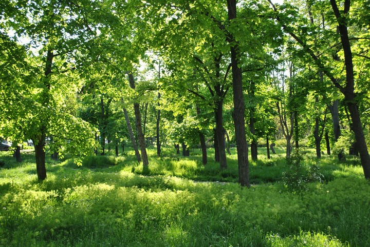 Forest