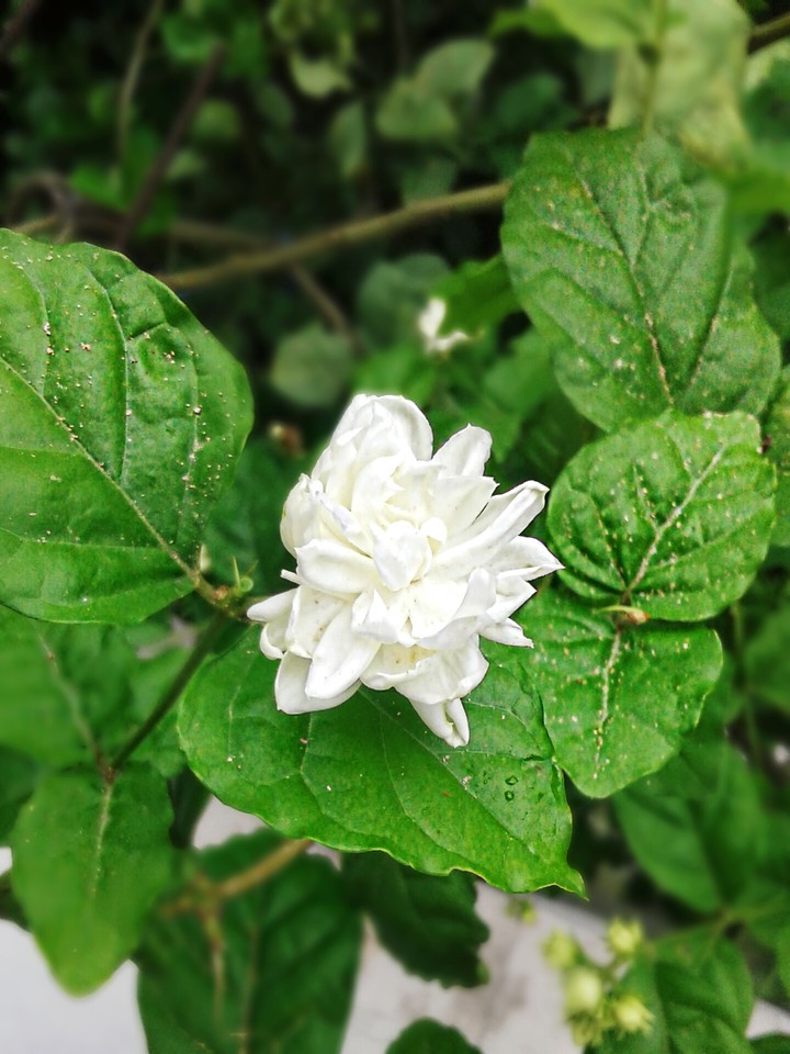 Jasmine flower
