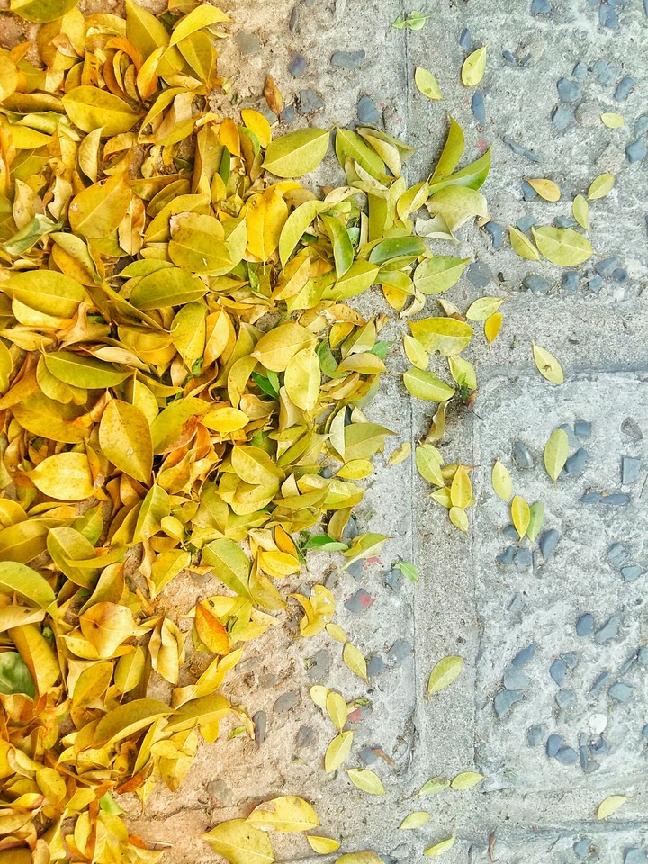 The golden leaves fall.