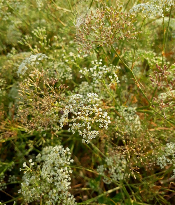 meadow