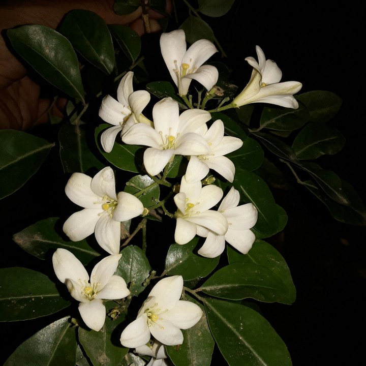 Beautiful Flowers