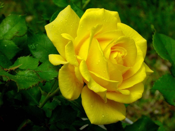 yellow rose...roze...گوڵەباغی زەرد