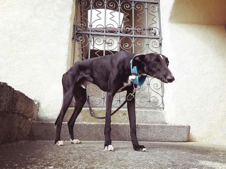 castle door guard