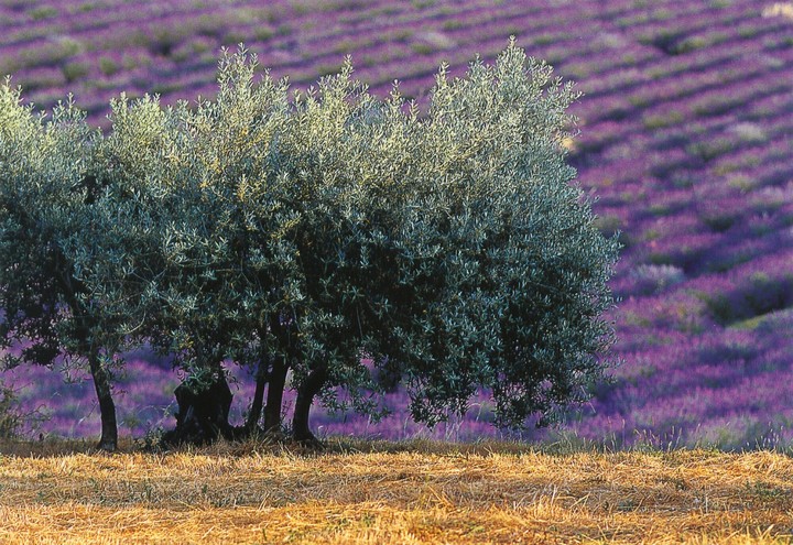 olive trees and Lavender fields