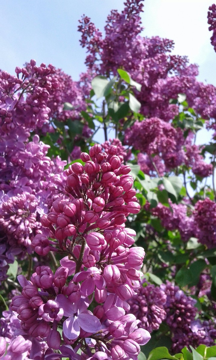 Lilac