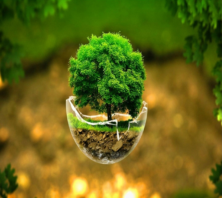 Bonsai