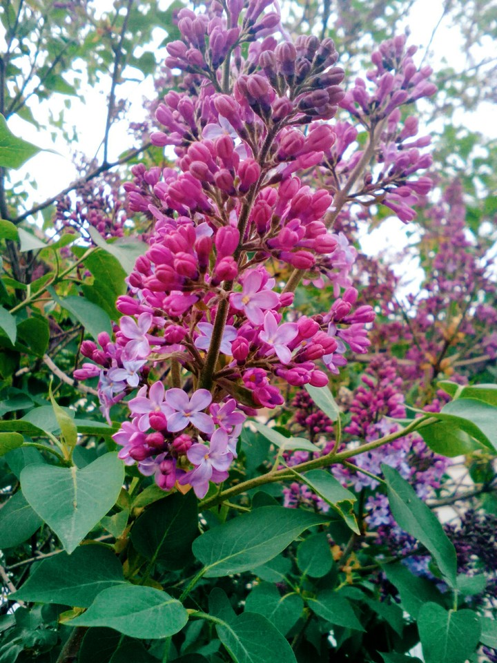 lilac
