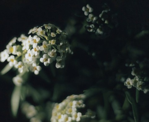 subshrub, tree Hintergrundbilder