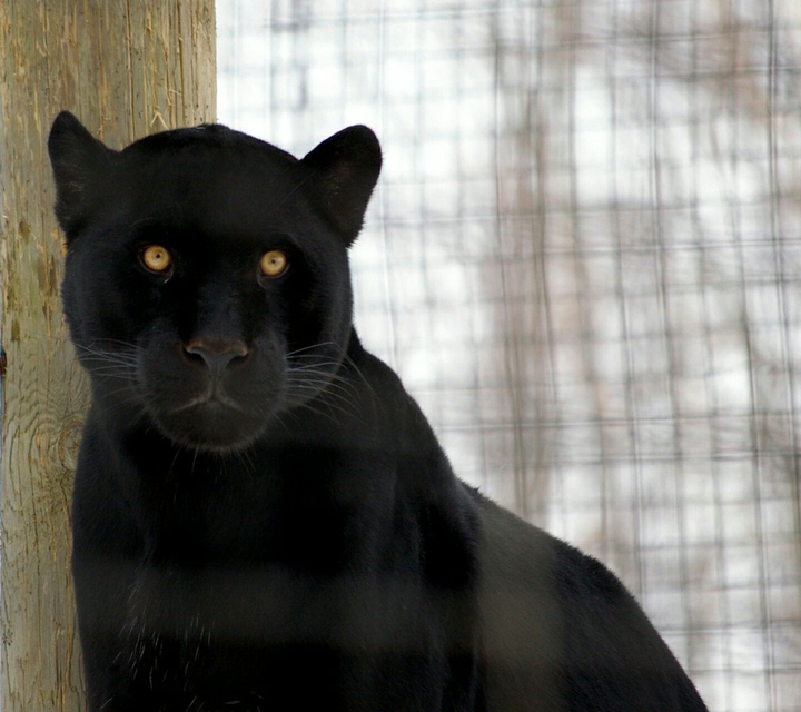 Black Panther