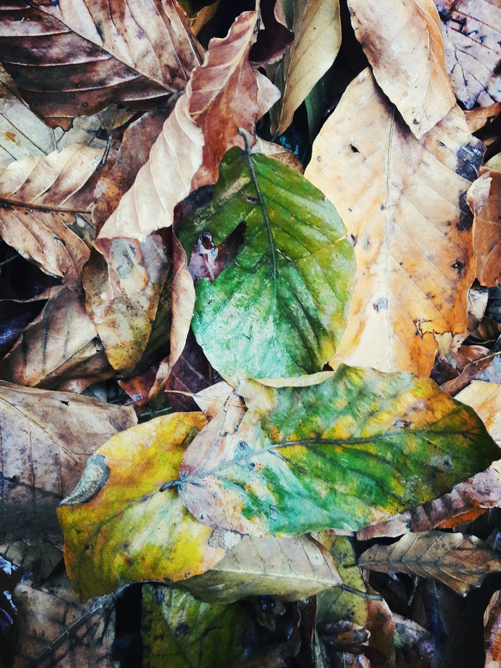 autumn
