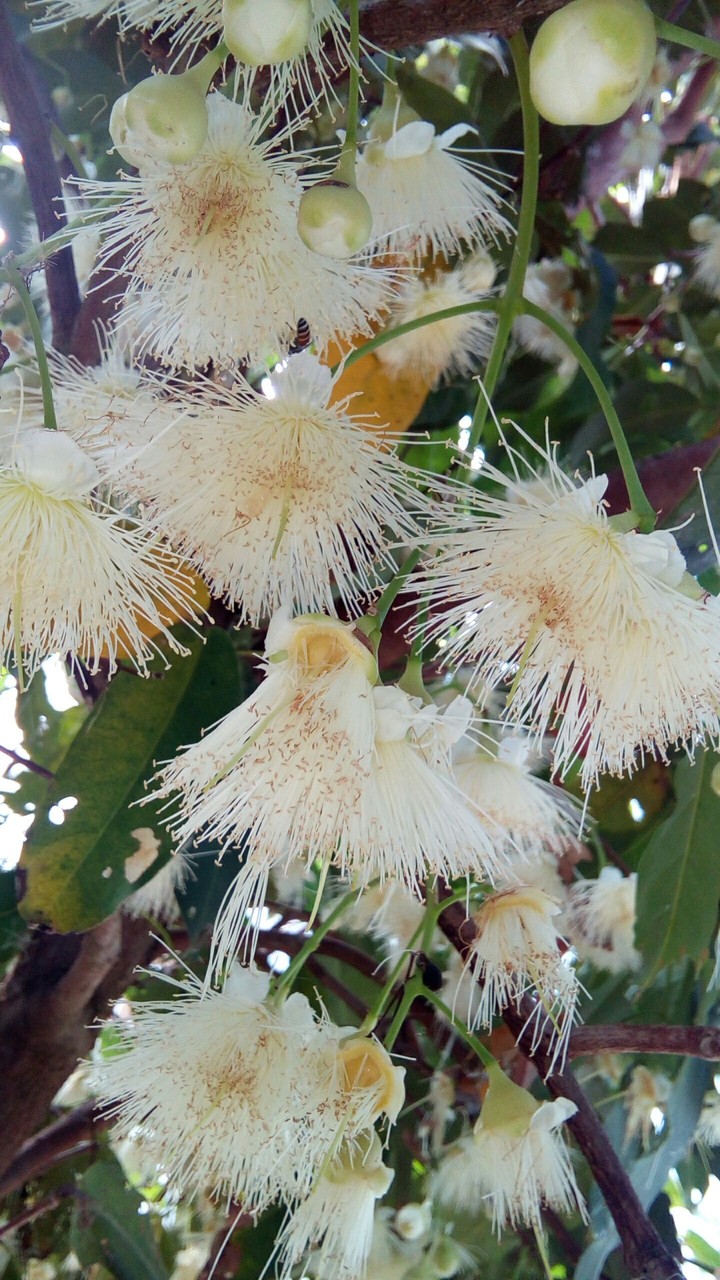 plum flower