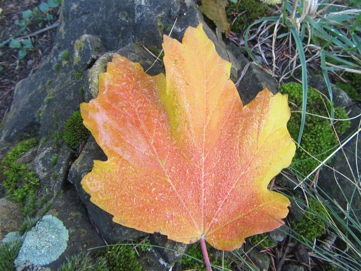 feuille