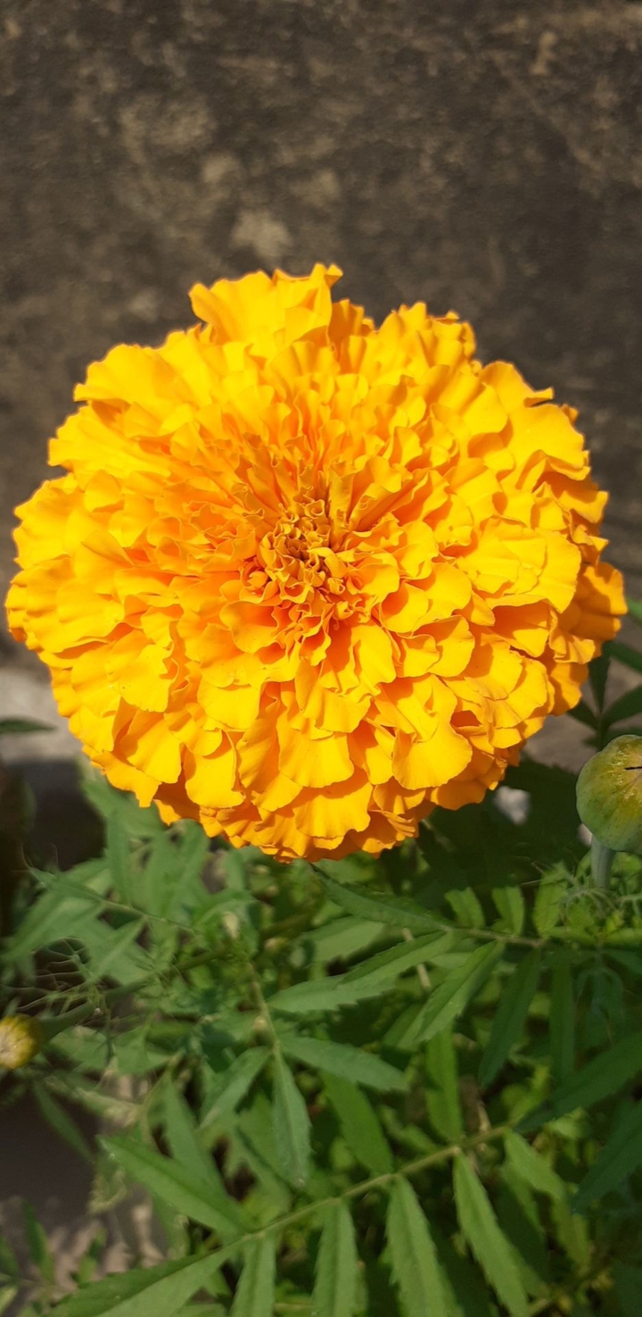 marigold ?