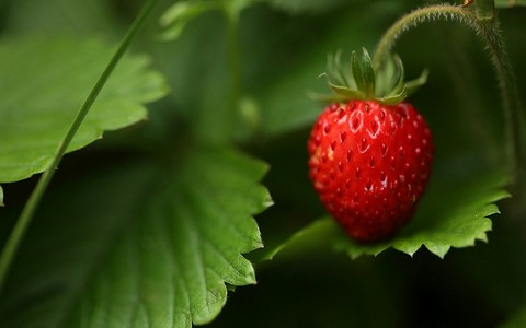 plant, strawberry Hintergrundbilder