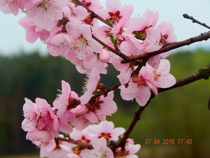 Apricot flower
