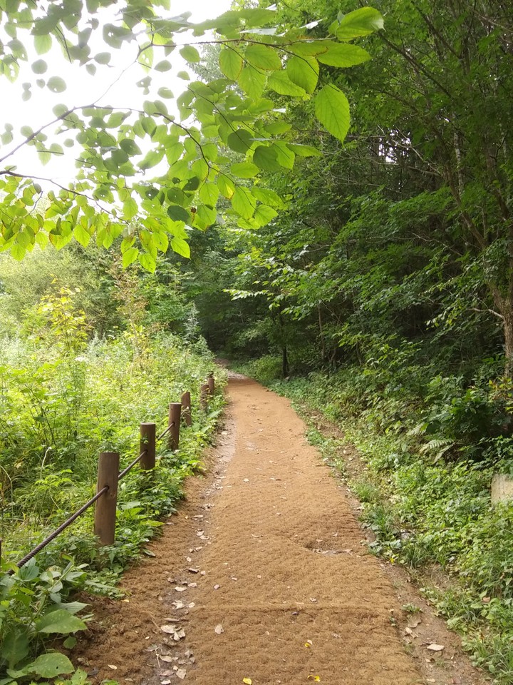 Forest Path