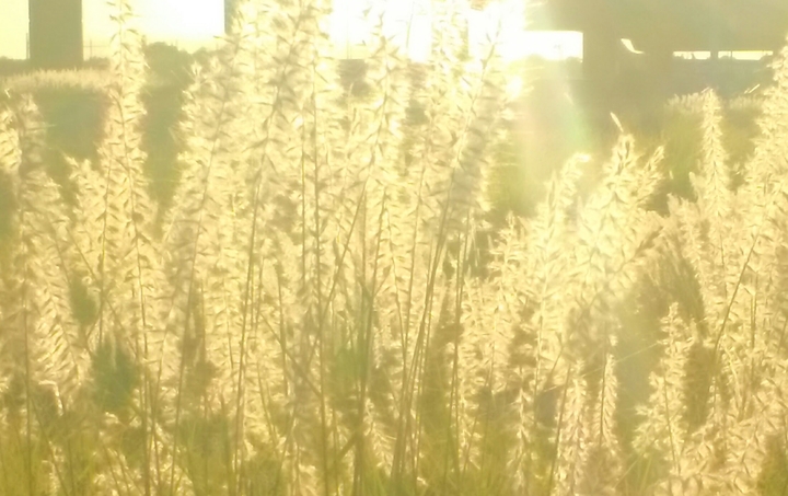 Summer Plants