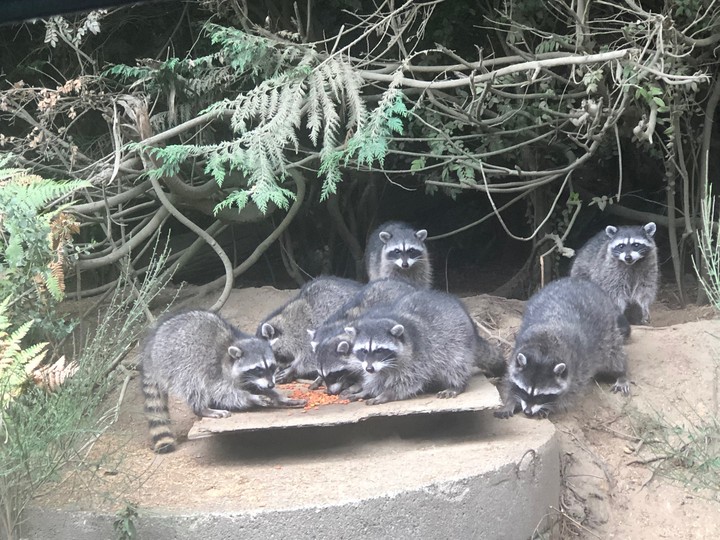 raccoon