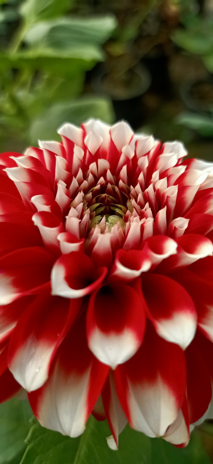 Dhalia Flower