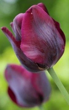 good night