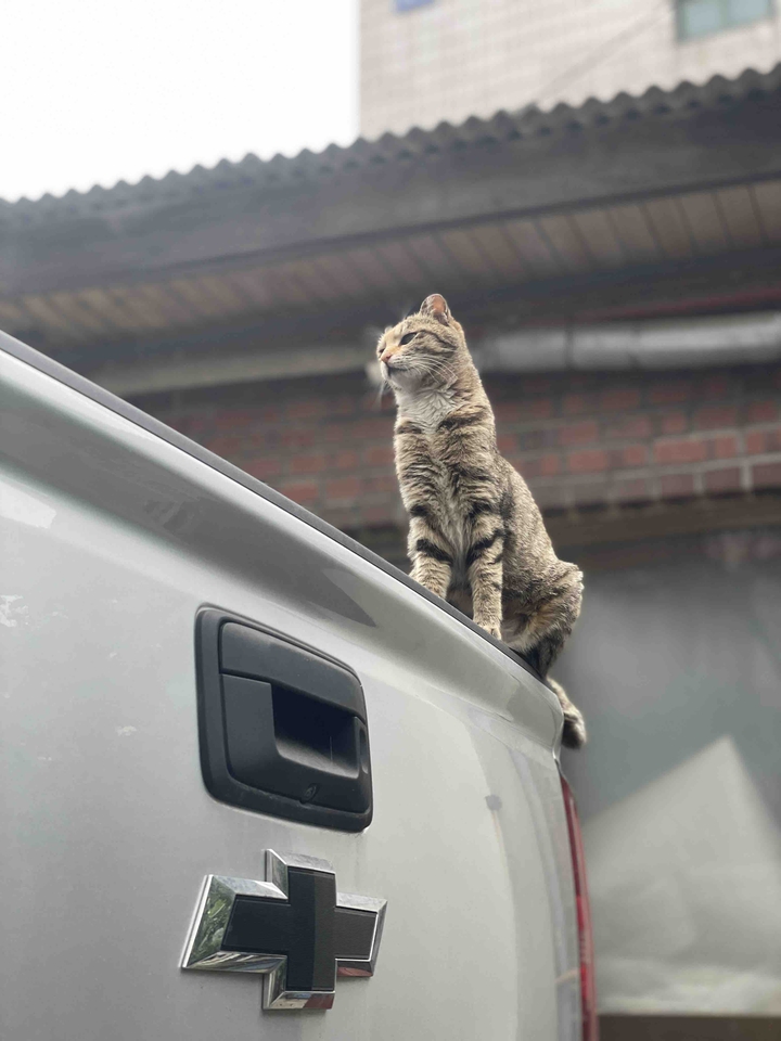 고양이
