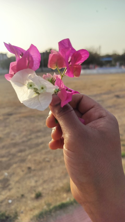 spring, pink wallpapers