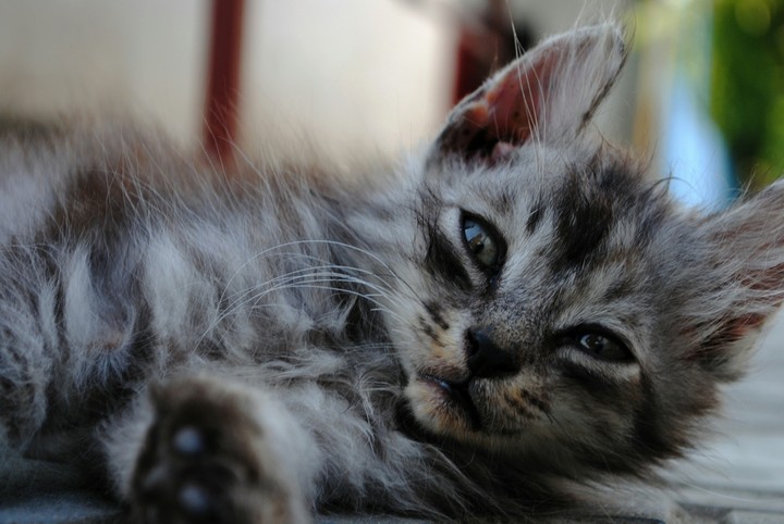 cat