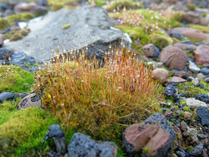 Ecosystem