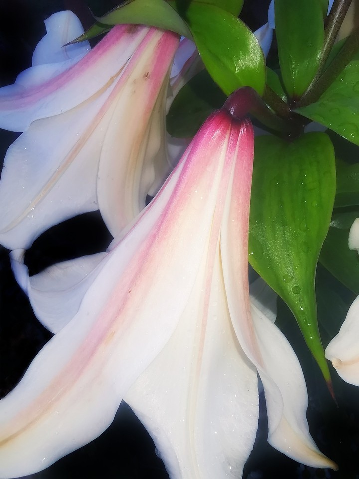 Lily