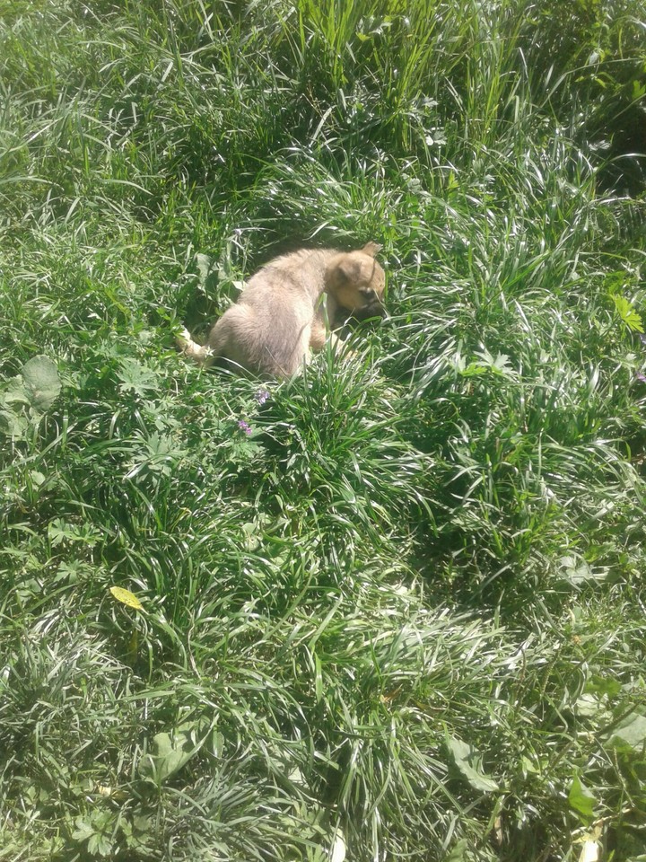 dog