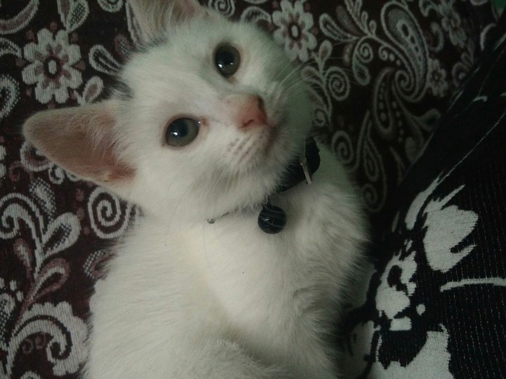 white kitten.