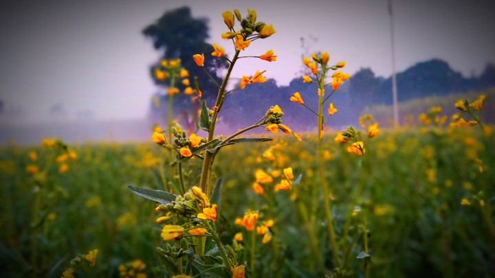 flowers beauty ❤