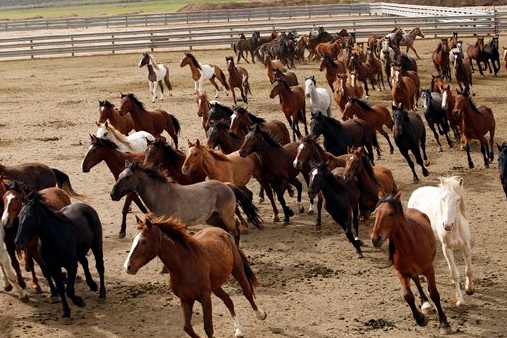 Horses
